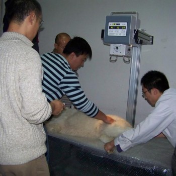 动物专用摄影床台