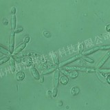 汇邦生物酵母菌价格/养殖酵母价格/养殖酵母饲料厂家