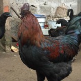 求购江津周边黑鸡苗供应商电话 卓农香鸡苗批发价格