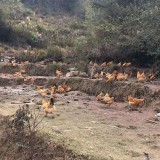 云阳地区乌皮红羽土鸡苗养殖效益好 乌皮土鸡营养价值高