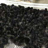 巫山养殖黑鸡苗供应市场与价格 求购巫山周边的黑鸡苗供应电话