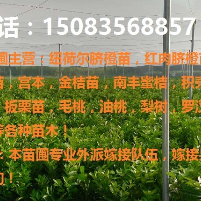 赣南纽荷尔脐橙苗,早熟脐橙苗,红肉脐橙苗等各种果树苗！