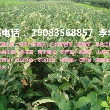宁都纽荷尔脐橙苗,早熟脐橙苗,梨树苗等各种果树苗！