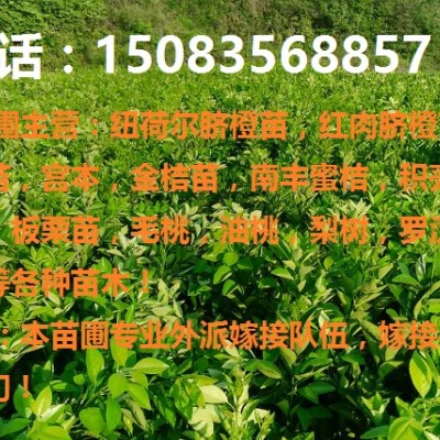 纽荷尔脐橙苗,赣南早熟脐橙苗,日南苗,红肉脐橙苗等各种果树苗