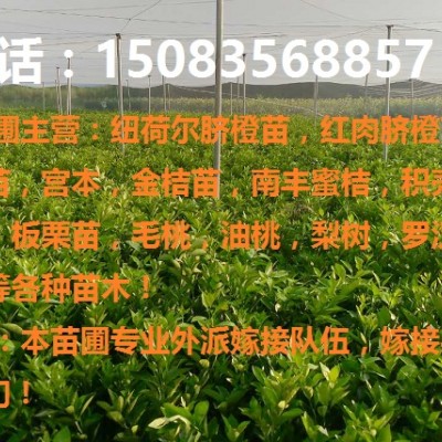 纽荷尔脐橙苗,赣南早熟脐橙苗,宫本苗,红肉脐橙苗等各种果树苗