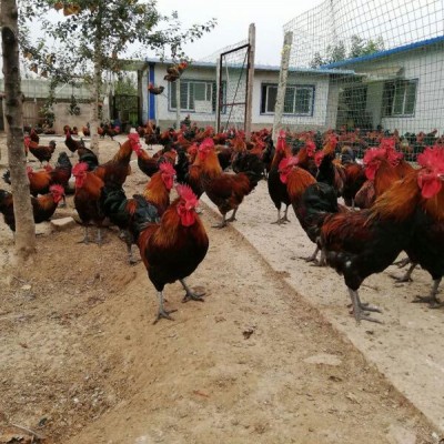南充养殖黑红羽香鸡苗市场行情走势好，当地消费者喜爱因为肉质好
