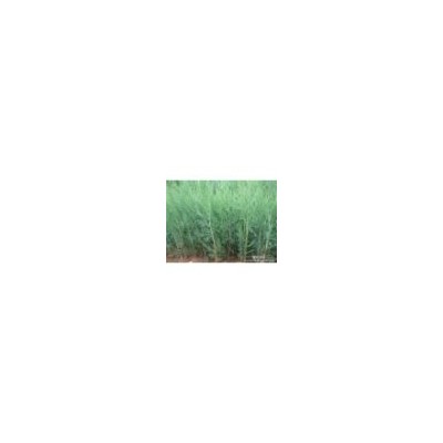 大量低价出售侧柏苗 侩柏苗