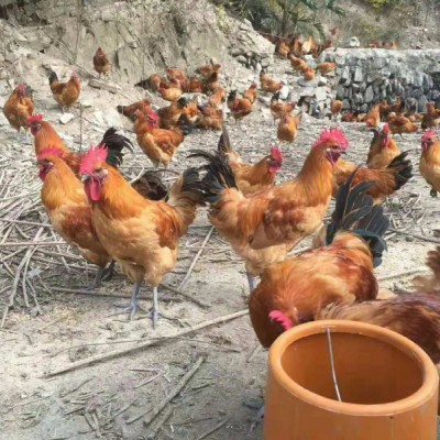 巴南养殖乌皮红羽土鸡苗市场前景好  乌皮红羽土鸡苗价格
