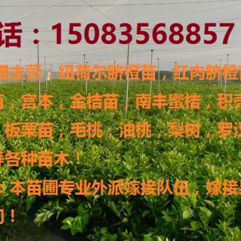 赣南脐橙苗,沃柑苗,沃柑苗等果树苗批发多少钱！