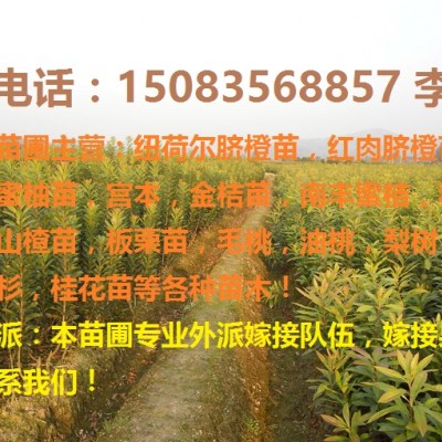赣州脐橙苗,大芬四号,沃柑苗等果树苗批发多少钱！