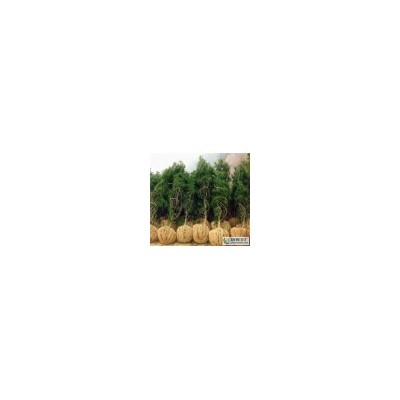 供应1--2--3米占地油松 工程油松