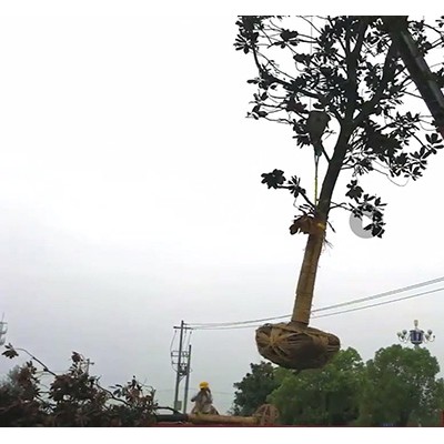 吊装带厂家河北东圣吊索具大树吊装方案