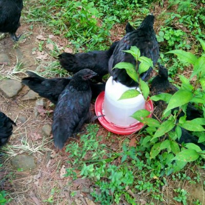 江津黑乌鸡苗供应市场 求正宗黑乌鸡苗育雏技术