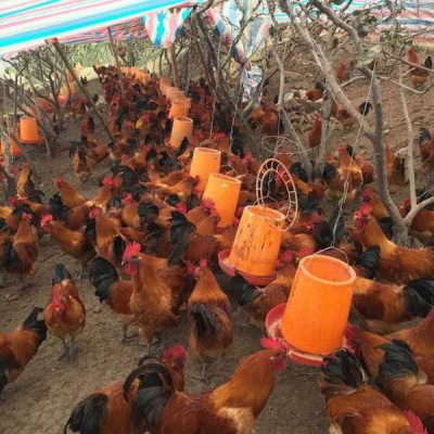 邻水养殖乌皮土鸡苗行情好 求购正宗乌皮土鸡苗厂家