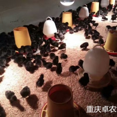 思南正宗红羽土鸡苗供应价格 找周边鸡苗供应商
