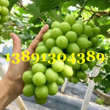 陕西阳光玫瑰葡萄大棚阳光玫瑰产地冷棚阳光玫瑰基地