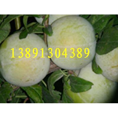 陕西秋季李子基地，大荔秋季李子产地批发大量上市