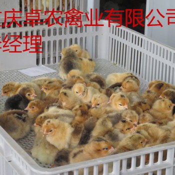 德江地区养殖红羽土鸡苗批发价格 求购德江周边鸡苗批发商