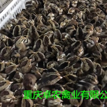 遵义地区养殖黑红羽香鸡苗市场行情好 求购正宗香鸡苗