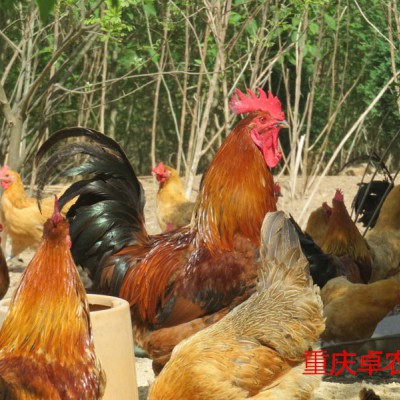 贵州红羽土鸡苗批发 正安香鸡苗供应 跑山土鸡苗厂家电话