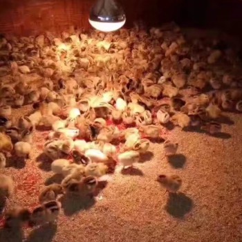 宣汉养殖乌皮红羽土鸡苗市场行情 求购正宗乌皮鸡苗厂家