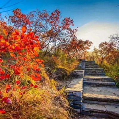 名称不带地区的控股公司执照转让费用和流程