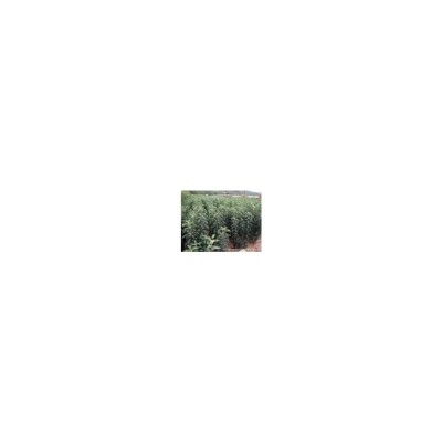 山西苹果苗 4--5--6公分占地苹果树