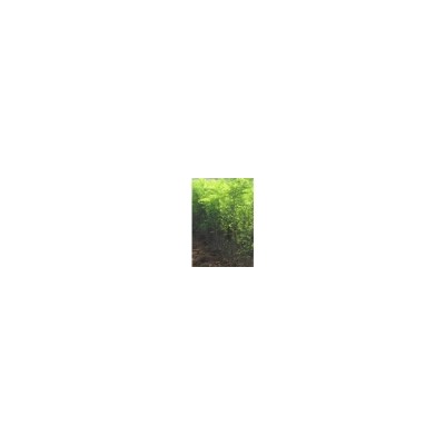刺槐苗出售 今年刺槐苗价格