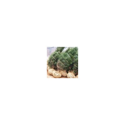 山西白皮松50公分--1米白皮松量大