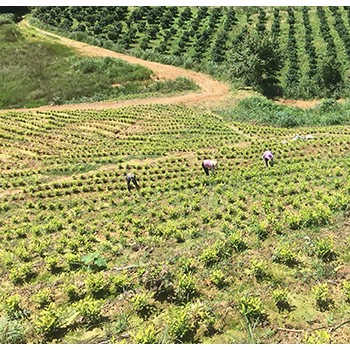 湖州茶园加盟，浙江茶山加盟，湖州转运珍茶，浙江众扶农业