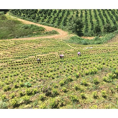 湖州茶园加盟，浙江茶山加盟，湖州转运珍茶，浙江众扶农业