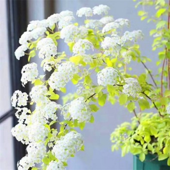 花卉种苗园林绿化