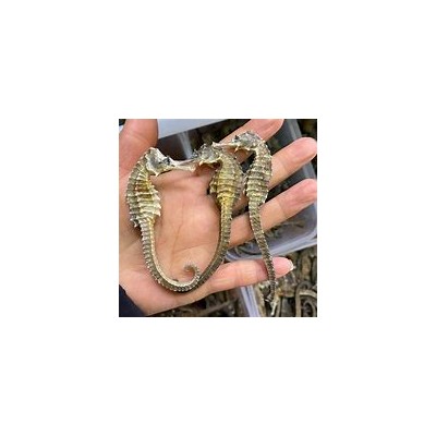 上海港进口海马清关操作规范