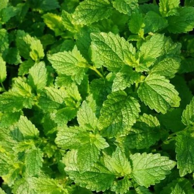 全国进口薄荷叶清关薄荷叶报关代理公司
