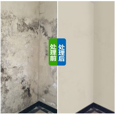 广州海珠琶洲除霉防潮公司，清理霉渍霉菌，清洁墙角发霉