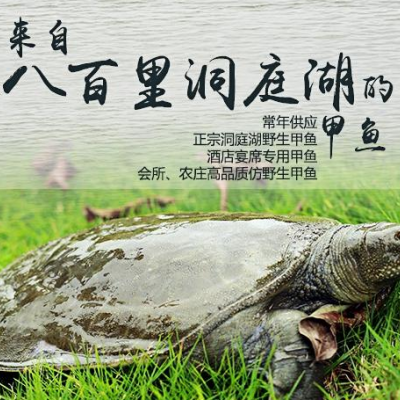 生态甲鱼苗批发多少钱_生态甲鱼苗市场z新价格行情_全网聚焦