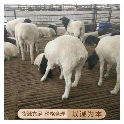 吉林白城市澳洲白大母羊价格澳洲白时候哪个地区养殖