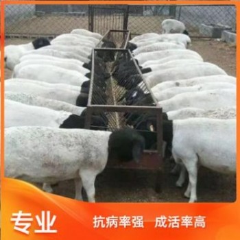 山东梁山县澳洲白绵羊繁殖率高出肉率高澳洲白绵羊适应性很强