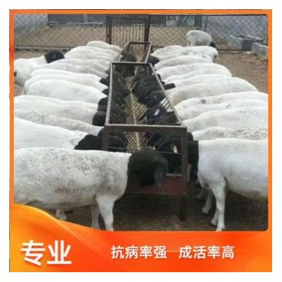 山东梁山县澳洲白绵羊繁殖率高出肉率高澳洲白绵羊适应性很强