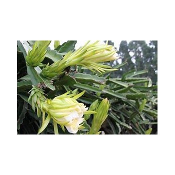 霸王花进口报关清关代理