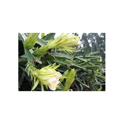 霸王花进口报关清关代理