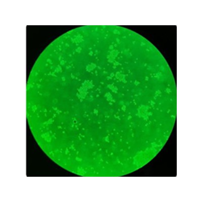 小鼠口腔鳞状细胞癌细胞MOC2智立中特生物