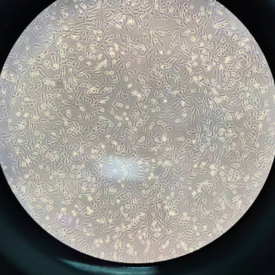 质粒载体网小鼠颈动脉内皮细胞MCEC
