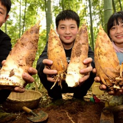 踏春招募中！苏州三六六社会实践：探秘皖南溶洞，体验挖笋野趣